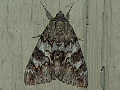 Semirelict Underwing